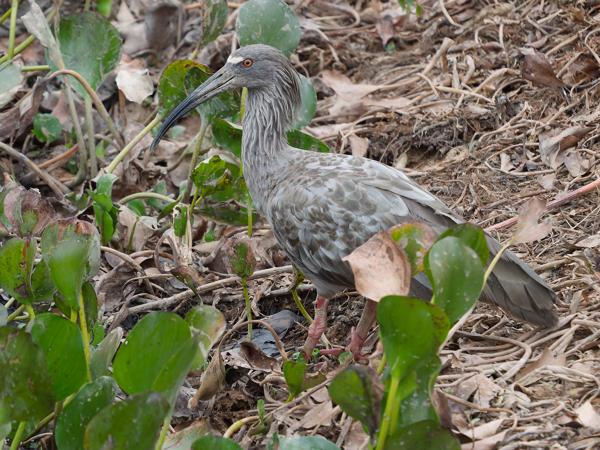 Grijze ibis (Theristicus caerulescens)